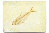 Detailed Fossil Fish (Diplomystus) - Wyoming #372299-1